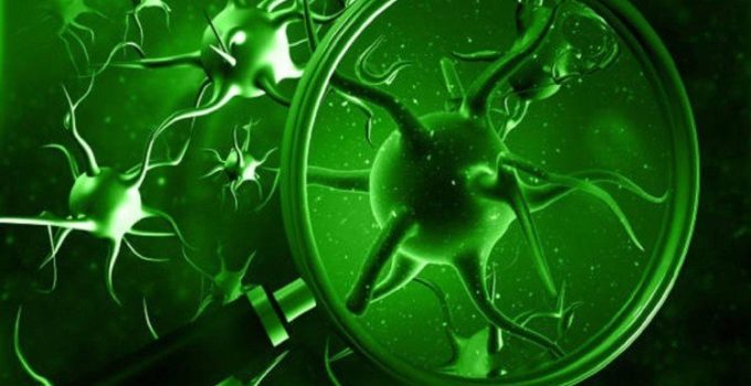 Green Fungus