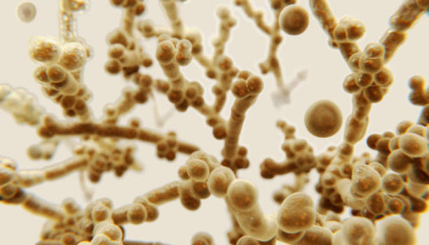Fungus